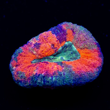 3,5x3  Ultra Bright Multicolor Lobophyllia