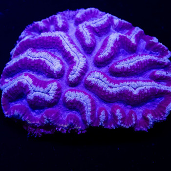 5х4,5 Blue Purple Aussie Symphyllia