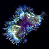 Ultra Bright Tricolor Elegance Coral Tiny Size