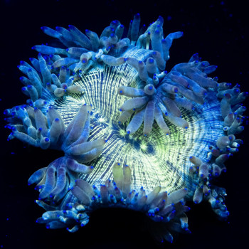 3х3 Bright Elegance Coral Tiny Size