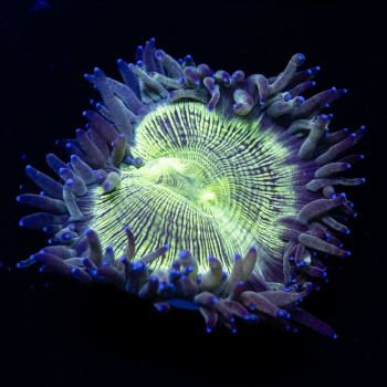 3x3 Ultra Bright Elegance Coral Tiny Size