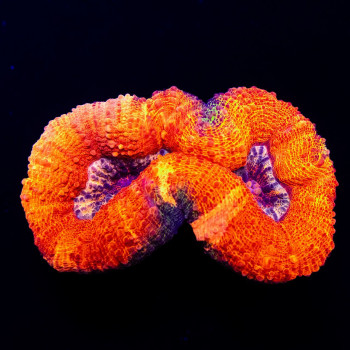 3,5х2 Super Bright Ultra Ausse Multicolor Lobophyllia