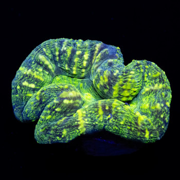 3,5х2 Bright Neon Green Ausse Symphyllia
