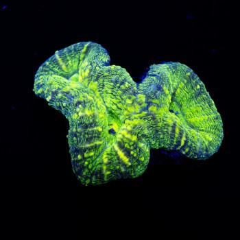 3,5х2 Bright Neon Green Ausse Symphyllia