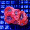 Acanthastrea Bowerbanki - Australia Ultra grade