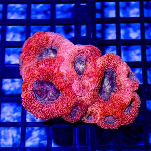 Acanthastrea Bowerbanki - Australia Ultra grade