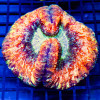 Trachyphyllia Ultra Сolored