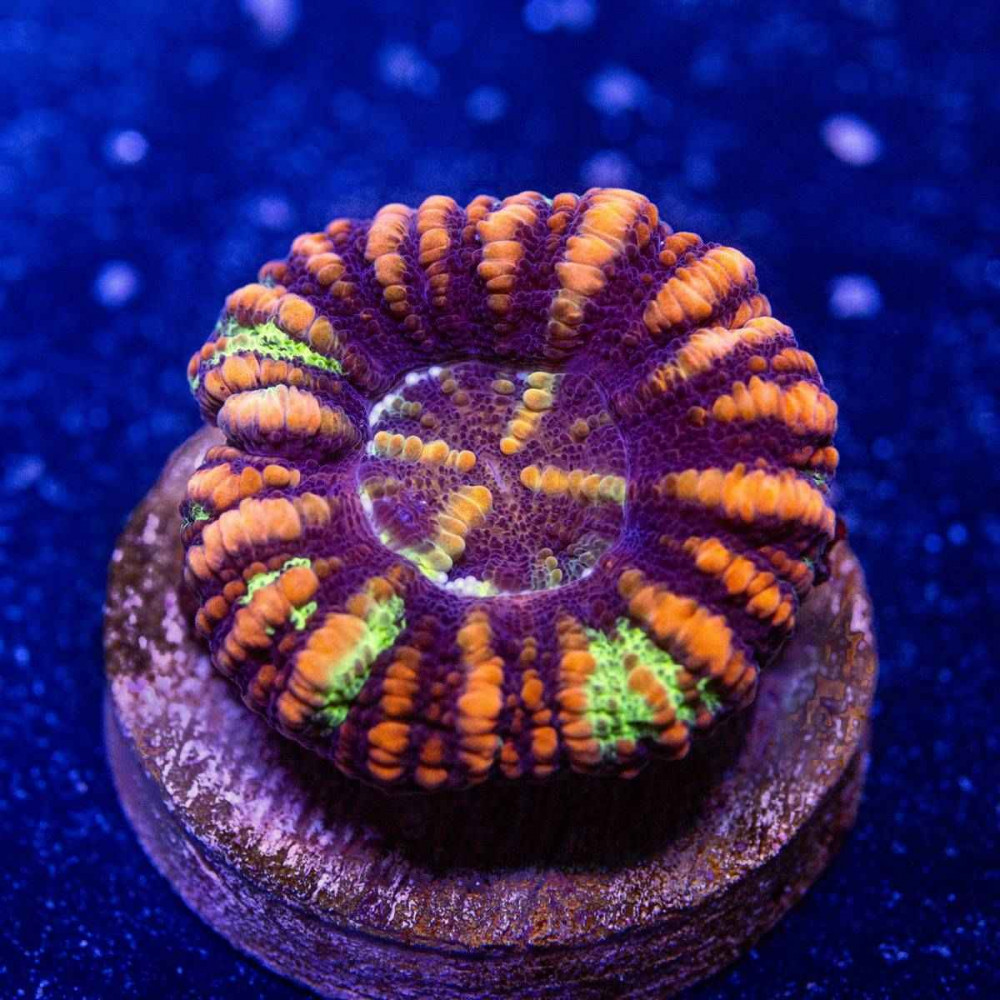 Scolymia Button Coral