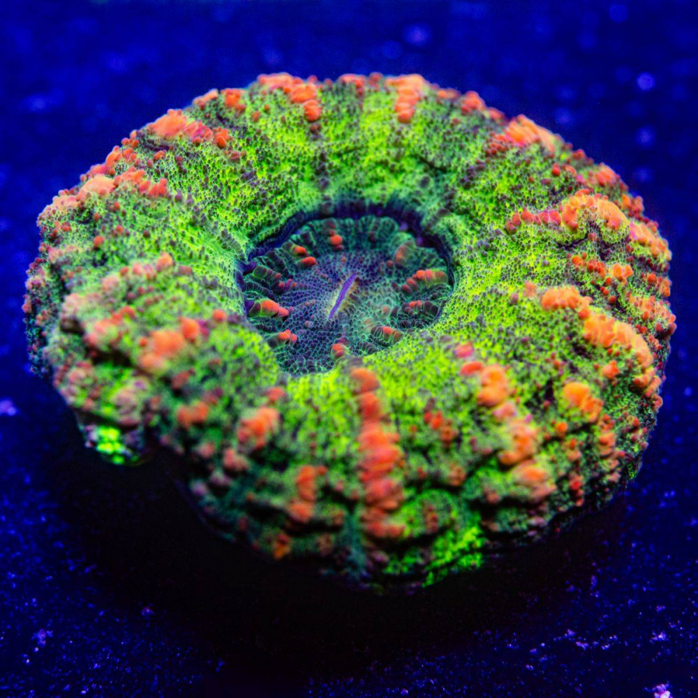 Scolymia Button Coral