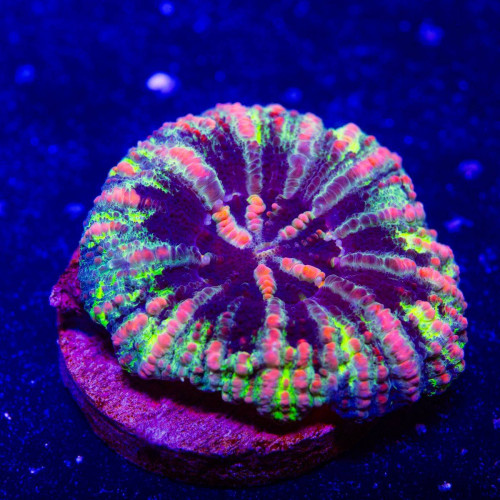 Scolymia Button Coral