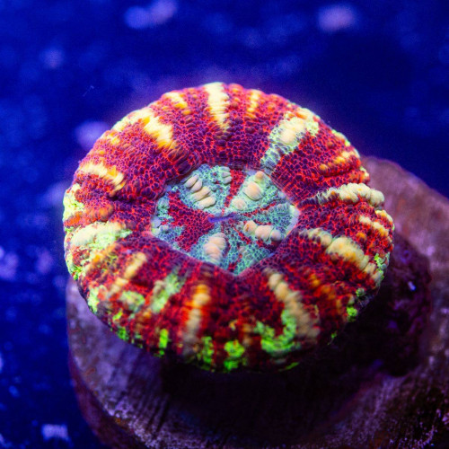 Scolymia Button Coral