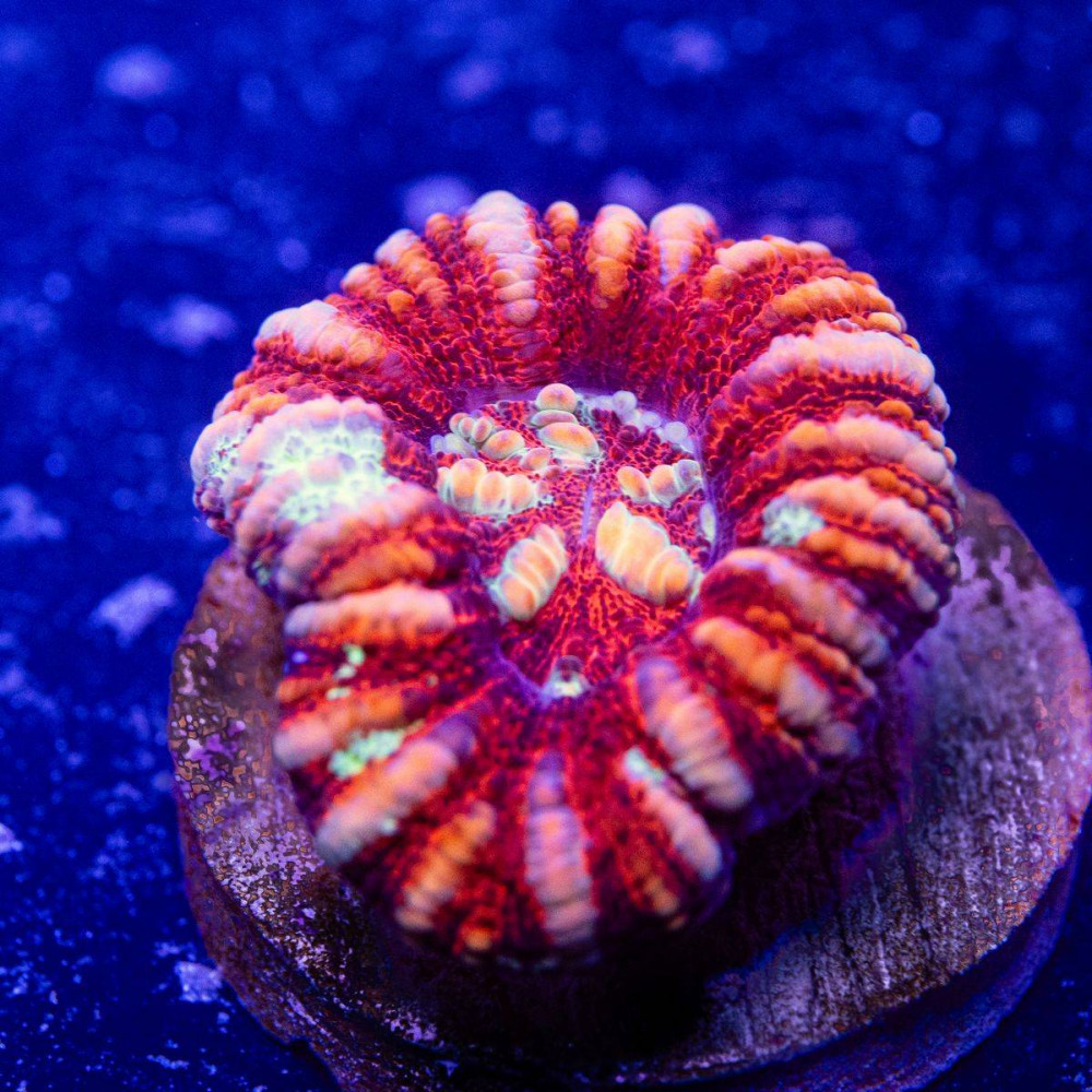 Scolymia Button Coral