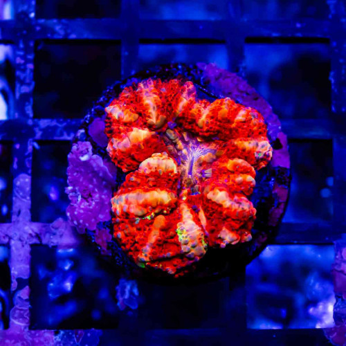 Scolymia Button Coral