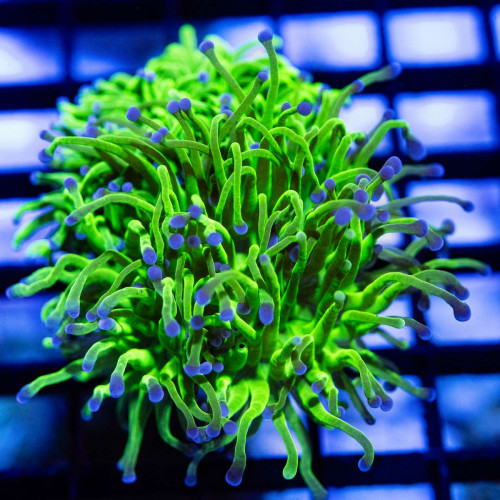 EUPHYLLIA - ULTRA GREEN BLUE/PINK TIPS TORCH CORAL