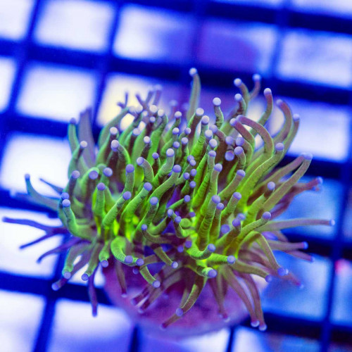 Euphyllia indo torch green mouth