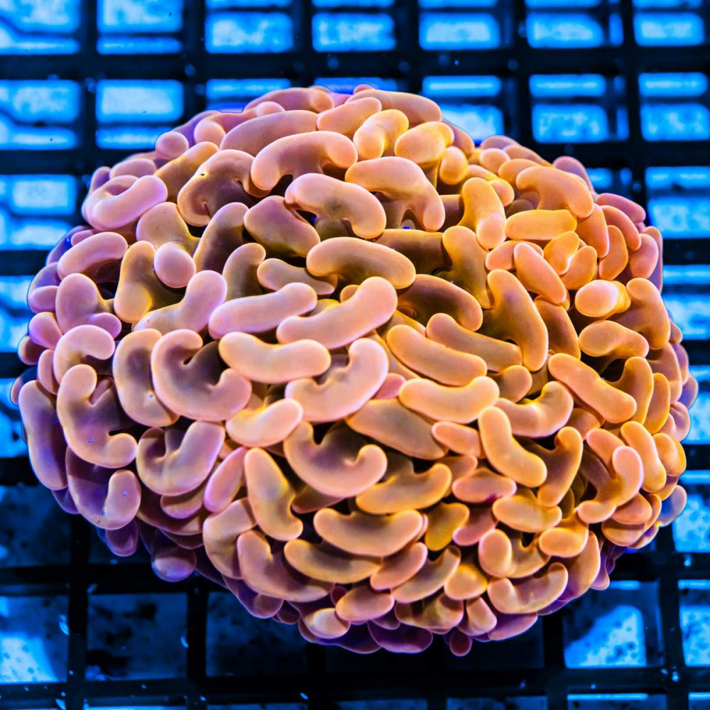 Euphyllia ultra grade gold hummer coral