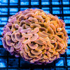 Euphyllia ultra grade gold hummer coral