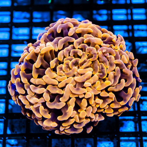 Euphyllia ultra grade gold hummer coral