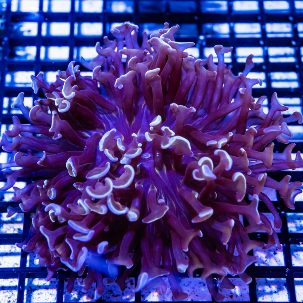  Euphyllia very rare Aussie ultra hummer coral