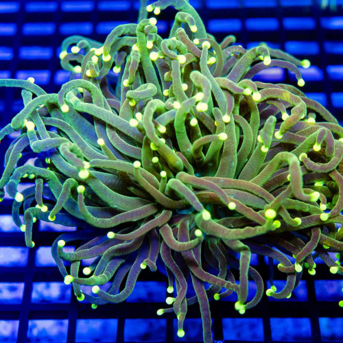 Thick Green Polyp Yellow Tips Torch