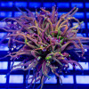 Euphyllia Indo Torch Gold