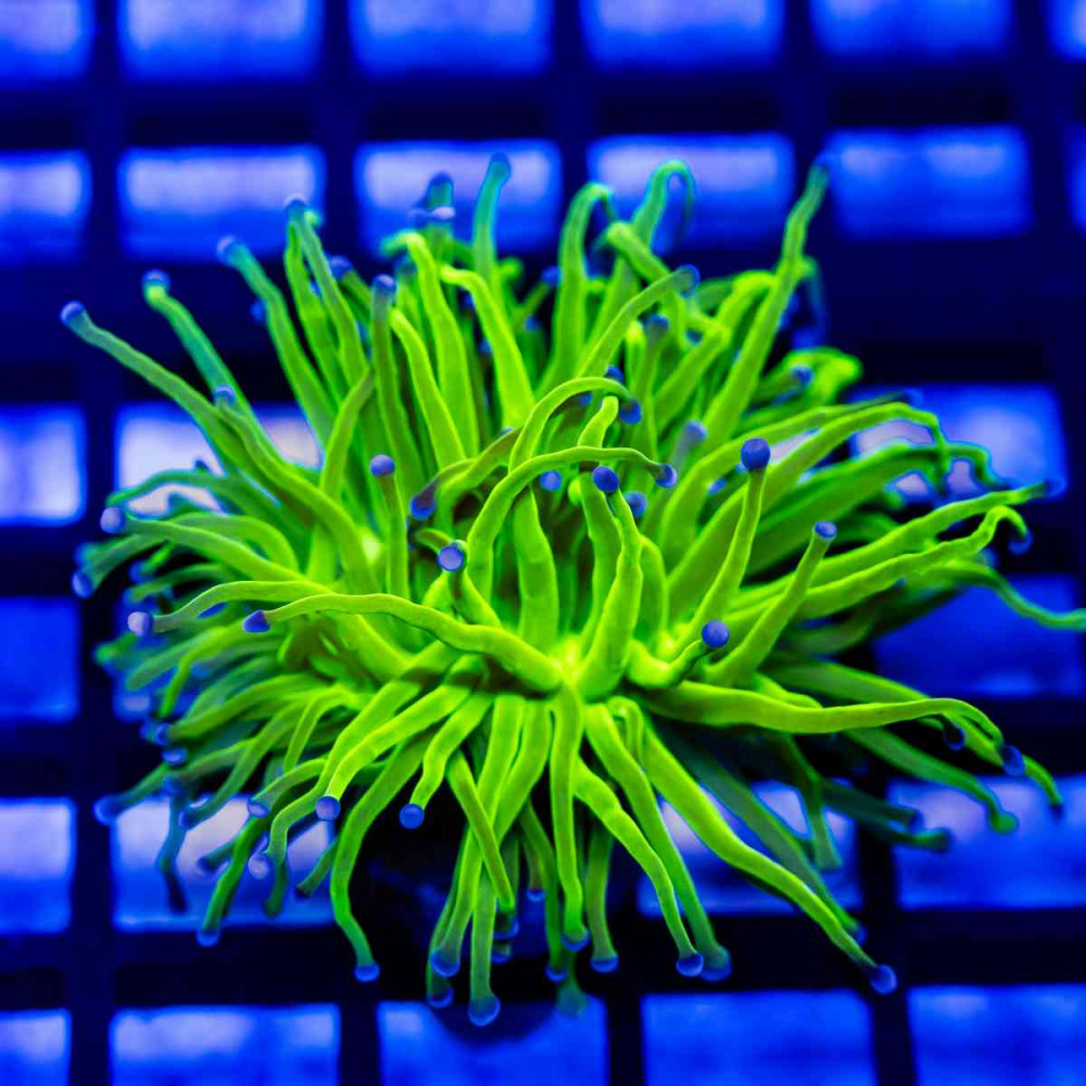  Euphyllia - ultra green blue tips torch coral