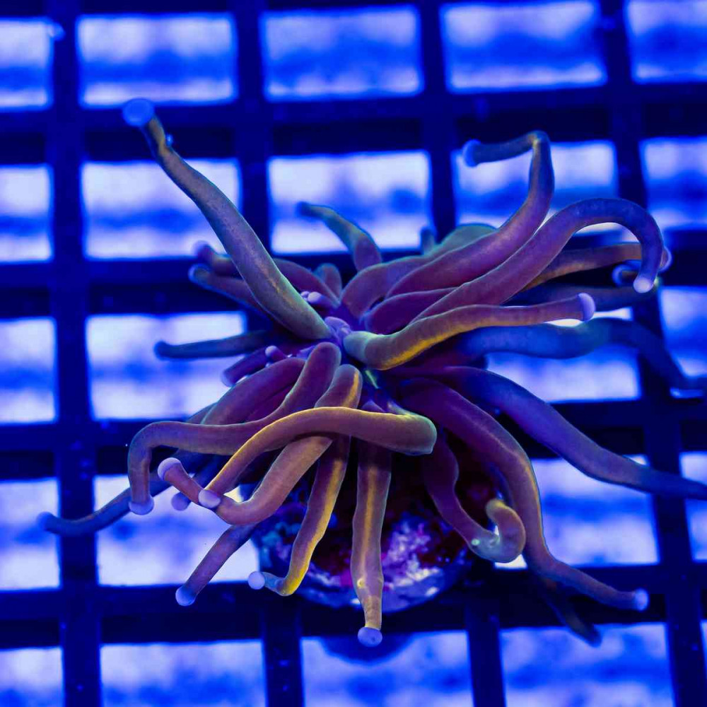 Euphyllia - ultra wall hummer coral