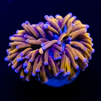 Euphyllia - 24 K  torch coral