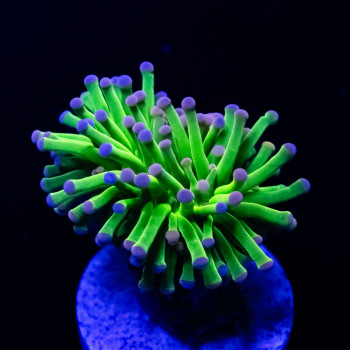 Euphyllia - ultra green blue/pink tips torch coral