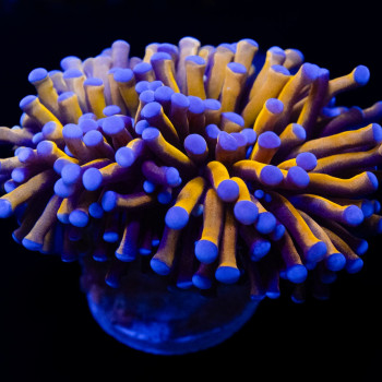Euphyllia - 24 K branched torch coral