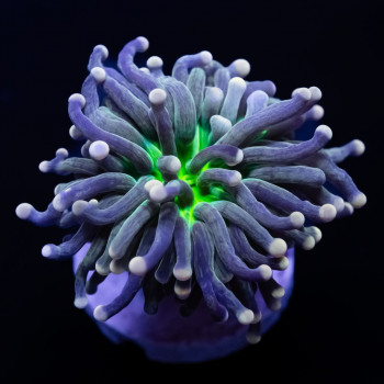 Torch coral - very rare striped color green mouth