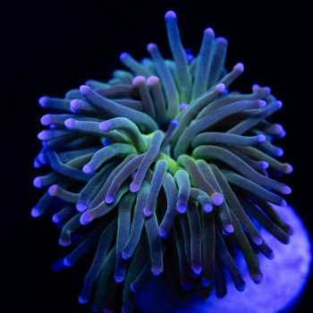 Euphyllia - indo torch green mouth