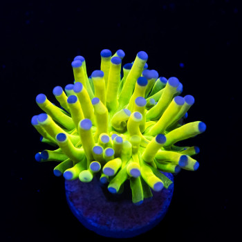 Euphyllia - blue tips holy grail torch coral