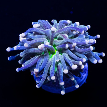 Torch coral - very rare striped color green mouth