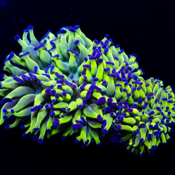 Euphyllia - very rare shape hummer coral