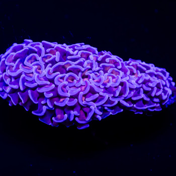 Euphyllia - ultra wall hummer coral
