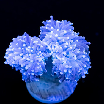 Euphyllia ghost torch very rare color