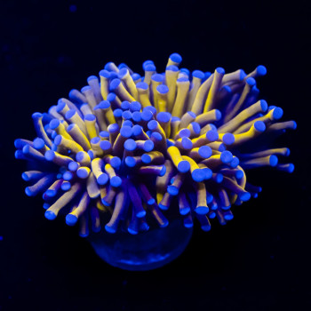 Euphyllia - 24 K branched torch coral
