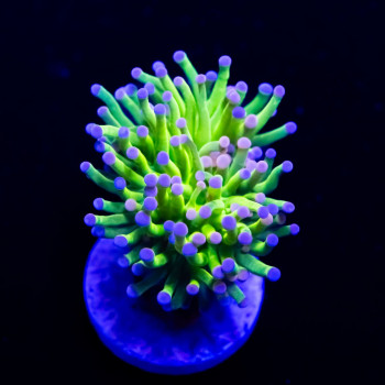 Euphyllia - ultra green blue/pink tips  torch coral