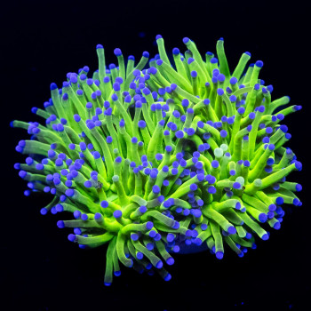 Euphyllia - green blue tips colony torch coral