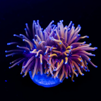 	Euphyllia - branched dragon soul blue tips indo torch coral