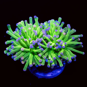 Euphyllia - ultra green blue/pink tips two branch torch coral