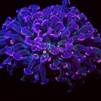 Euphyllia - rare color pink purple tips hammer coral