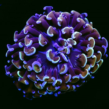 Euphyllia very rare Aussie ultra hummer coral