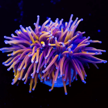 Euphyllia - branched dragon soul blue tips indo torch coral