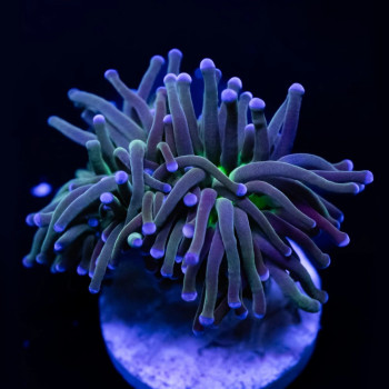 Euphyllia indo torch green mouth