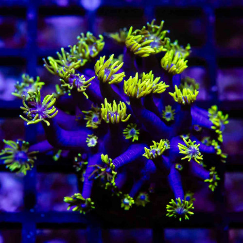 Blue Neon Green Goni Frag