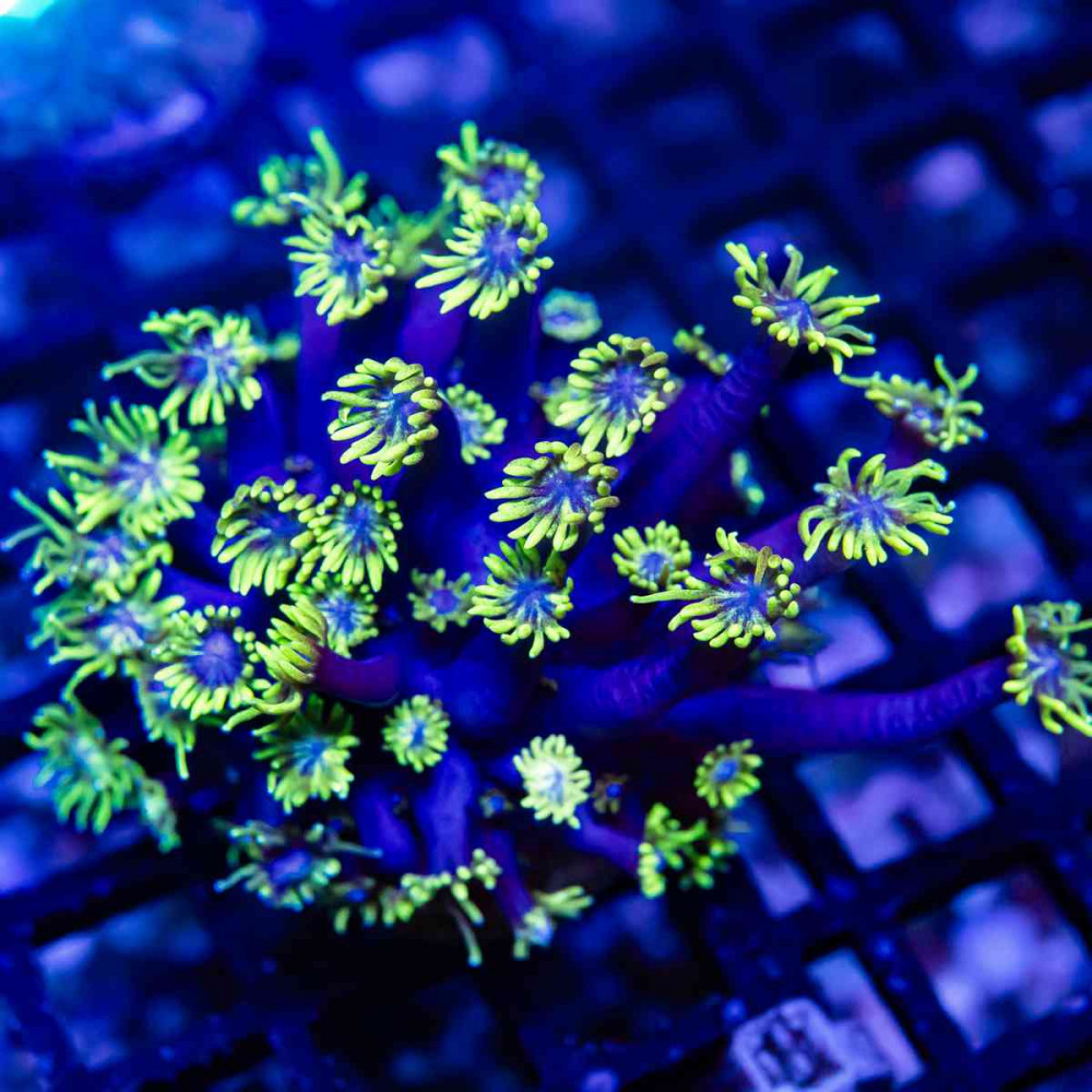 Blue Neon Green Goni Frag