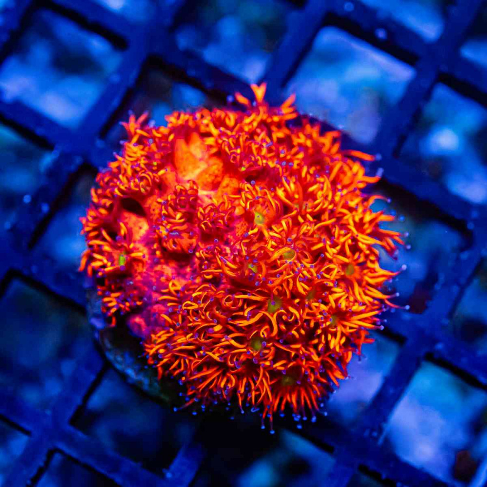 Goniopora Super Ultra Red