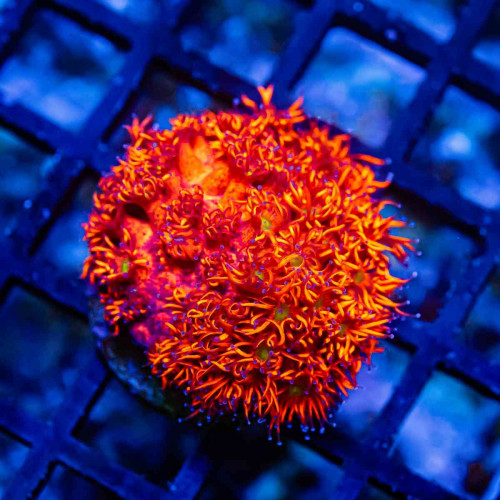 Goniopora Super Ultra Red Yellow Middles